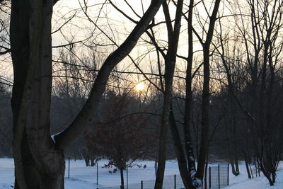 Bare trees in forest during winter