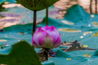 Close-up of pink water lily in lake