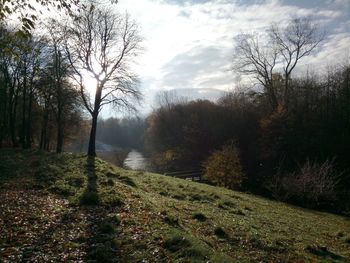 Bare trees in forest during autumn