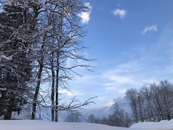 Snow covered bare trees against sky