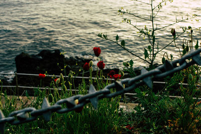 Close-up of red flowering plant in sea