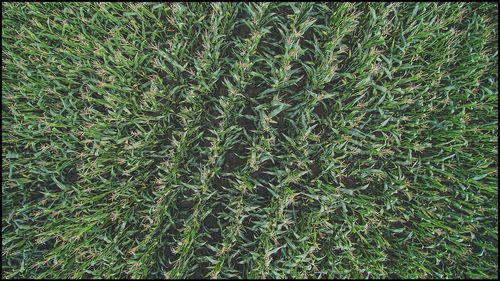 Full frame shot of grass on field