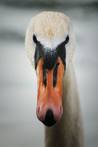 Close-up of swan