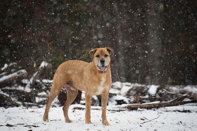 Dog on snow during winter