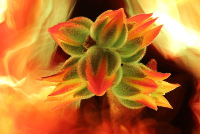 Close-up of orange rose flower