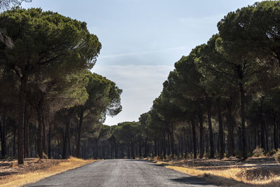 Empty road amidst trees against sky