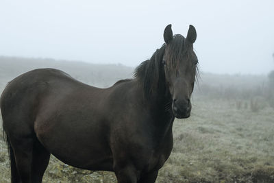 horse