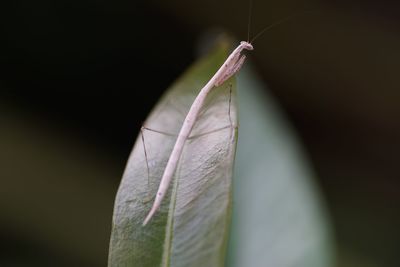 Close-up of insect on leaf