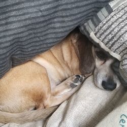 Close-up of dog sleeping on bed