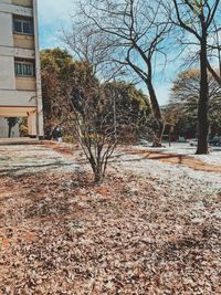 Bare trees on field by house during winter