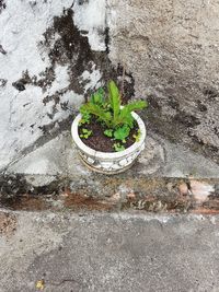 High angle view of plants growing on potted plant