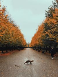 View of cat walking on footpath during autumn