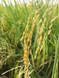 Close-up of wheat growing on field
