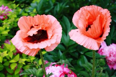 Close-up of red flower