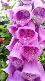 Close-up of pink flowering plant