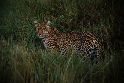 Leopard on grassy land