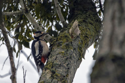 A low angle of a great spotted woodpecker perched on the trunk of a tree.