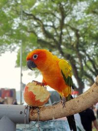 Close-up of parrot perching on branch