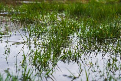 Close-up of plants growing in lake