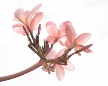 Close-up of pink flowering plant against white background