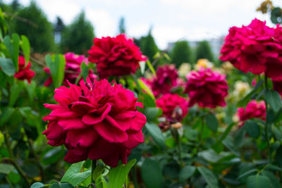 Close-up of pink flowers