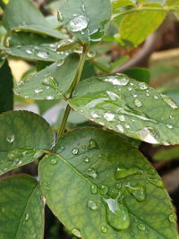 Close-up of wet plant leaves during rainy season