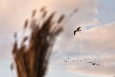 Low angle view of birds flying