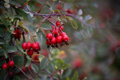 Close-up of red berries growing on tree