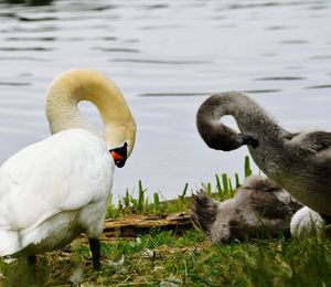 Close-up of swans at lakeshore