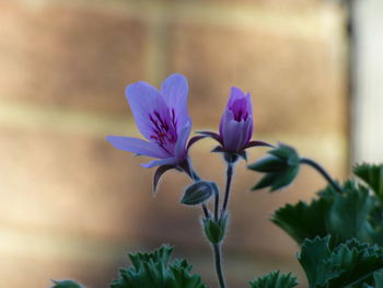 Close-up of crocus blooming outdoors