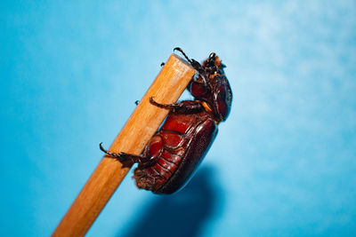 Close-up of insect against blue background