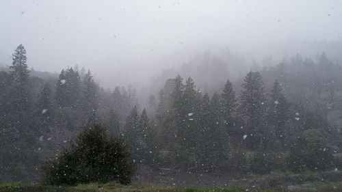 Trees on landscape against sky during foggy weather