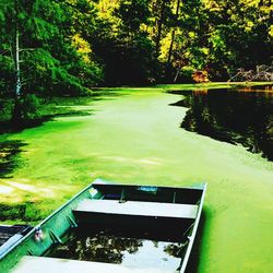 Scenic view of river in forest