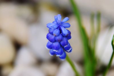 Close-up of purple flowering plant