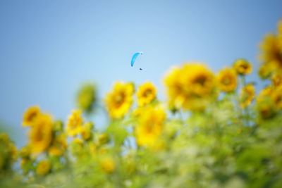 Yellow flowers blooming against paraglider