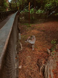 Horse in zoo