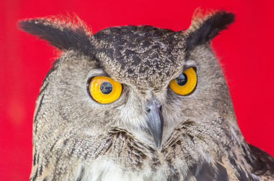 Close-up portrait of owl