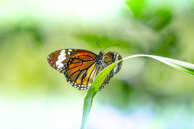 Close-up of butterfly pollinating flower