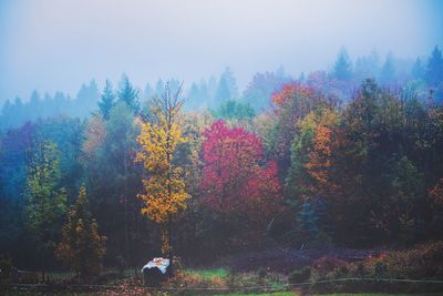 Trees against sky during autumn