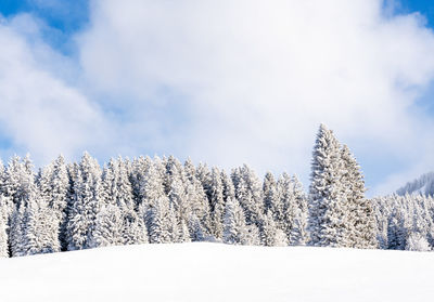 Snow covered trees against sky