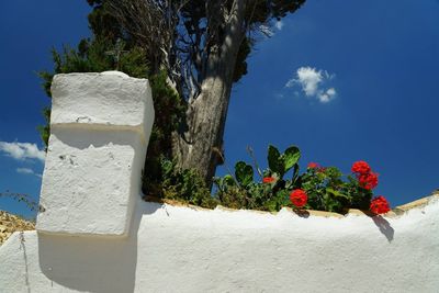 Low angle view of trees against blue sky