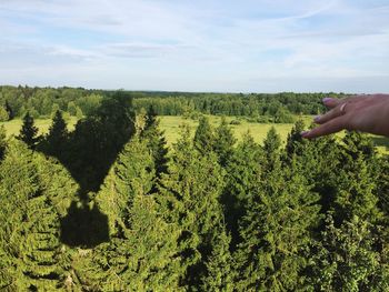 Midsection of person holding tree against sky