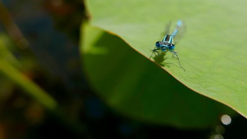 Close-up of insect on leaf