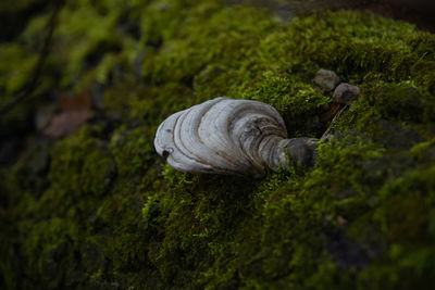 Close-up of snail on moss