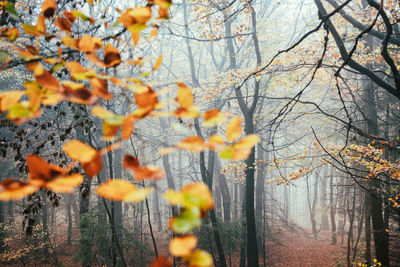 Plants growing in forest during autumn