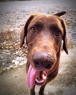 Close-up portrait of dog at beach