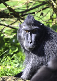 Close-up portrait of monkey on tree