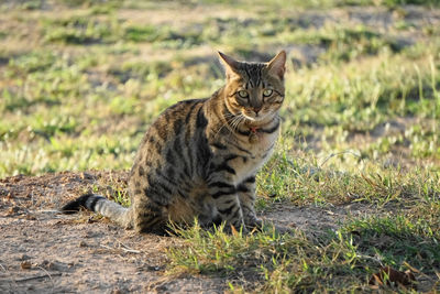 Mixed-breed bengal cat starring at camera