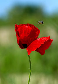 Close-up of insect reaching to flowers