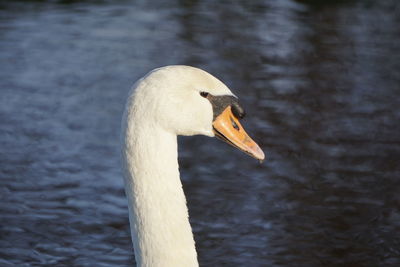 Close-up of swan swimming in lake